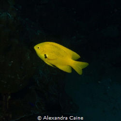 LEmon Damsel with an attempt at a black background
Dahab... by Alexandra Caine 